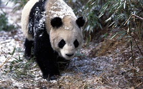 Inverno, panda, passeio HD Papéis de Parede