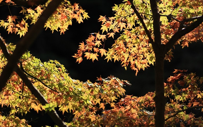 Folhas amarelas e verdes, árvore de bordo, luz do sol, outono Papéis de Parede, imagem
