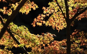 Folhas amarelas e verdes, árvore de bordo, luz do sol, outono