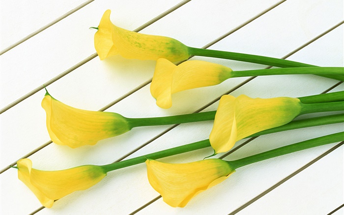 flores calla amarelos Papéis de Parede, imagem