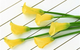 flores calla amarelos HD Papéis de Parede
