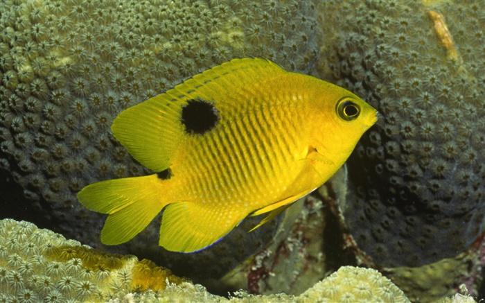 peixe-palhaço amarela Papéis de Parede, imagem