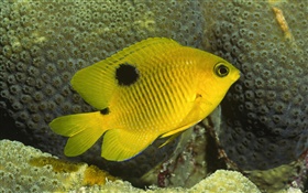 peixe-palhaço amarela HD Papéis de Parede