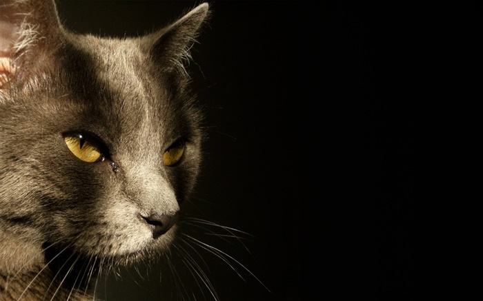 olhos amarelos cara do gato, fundo preto Papéis de Parede, imagem