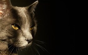 olhos amarelos cara do gato, fundo preto HD Papéis de Parede