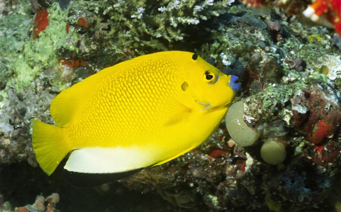 peixes amarelos Papéis de Parede, imagem