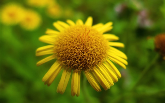 Flor amarela close-up, bokeh Papéis de Parede, imagem