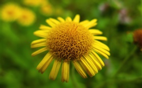 Flor amarela close-up, bokeh HD Papéis de Parede