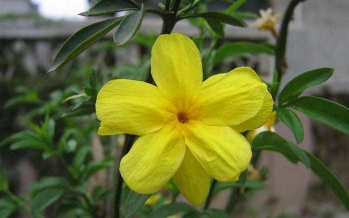 Flor amarela close-up, folhas Papéis de Parede, imagem
