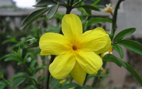 Flor amarela close-up, folhas