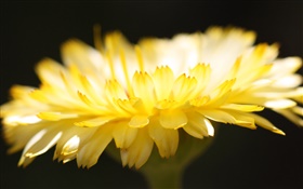 pétalas de flores amarelas close-up, fundo preto