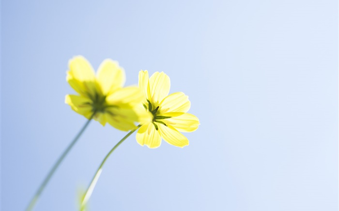 flores amarelas, céu azul Papéis de Parede, imagem