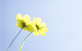 flores amarelas, céu azul HD Papéis de Parede