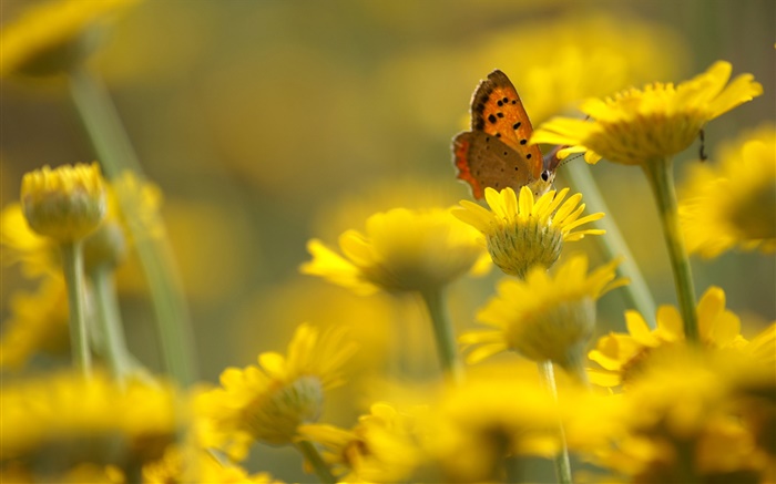 flores amarelas, borboleta, borrão Papéis de Parede, imagem