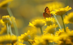 flores amarelas, borboleta, borrão HD Papéis de Parede