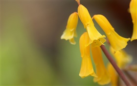 Flores amarelas close-up, bokeh HD Papéis de Parede