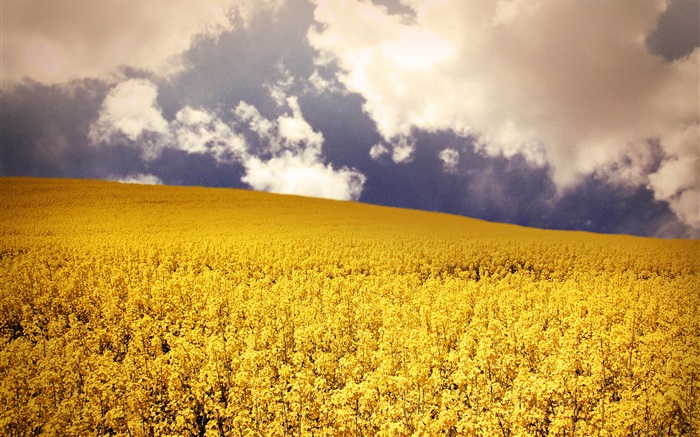 campo de flores amarelas, nuvens Papéis de Parede, imagem