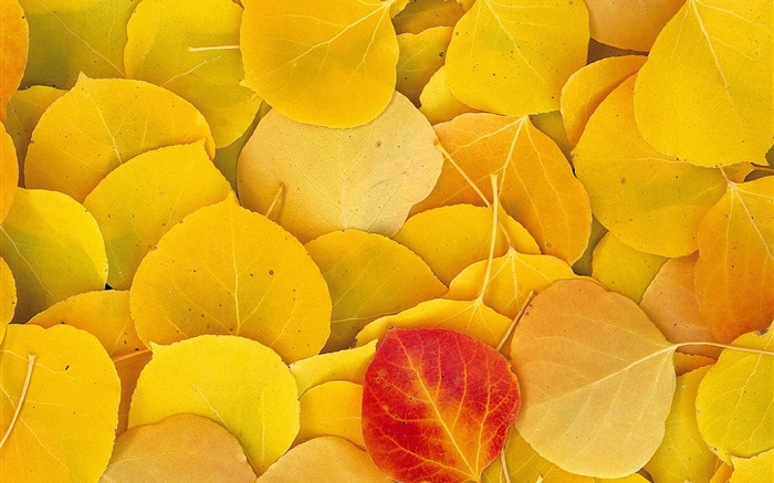 Folhas amarelas close-up, uma folha vermelha Papéis de Parede, imagem