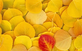 Folhas amarelas close-up, uma folha vermelha HD Papéis de Parede