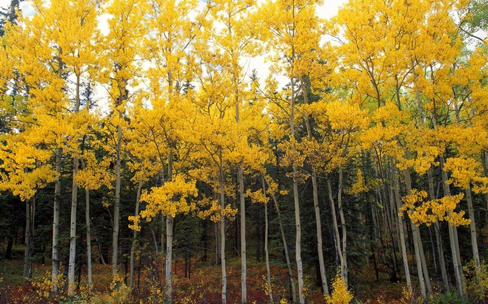 folhas amarelas, árvores, floresta, outono Papéis de Parede, imagem