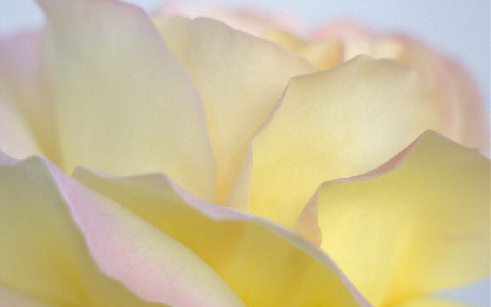 Amarelo pétalas de rosa close-up Papéis de Parede, imagem