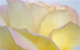 Amarelo pétalas de rosa close-up HD Papéis de Parede