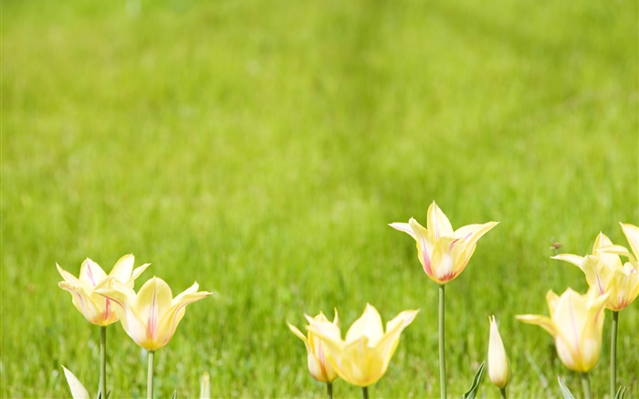 flores tulipa amarelo, fundo verde Papéis de Parede, imagem