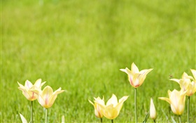 flores tulipa amarelo, fundo verde HD Papéis de Parede