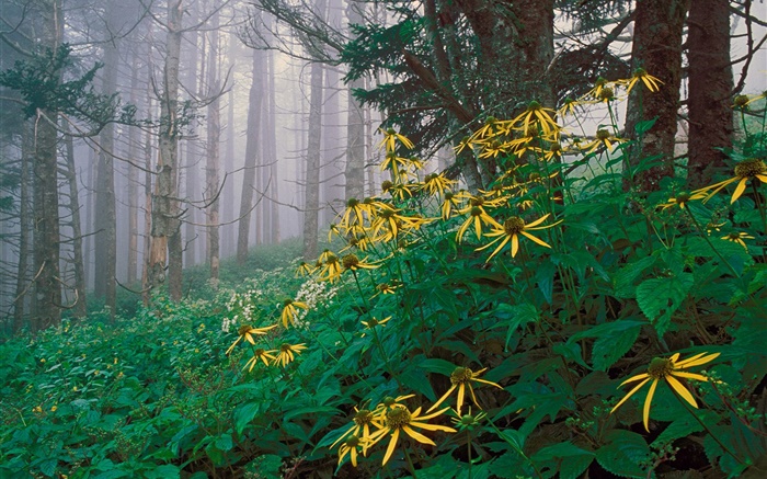 flores silvestres amarelas na floresta Papéis de Parede, imagem