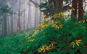 flores silvestres amarelas na floresta HD Papéis de Parede