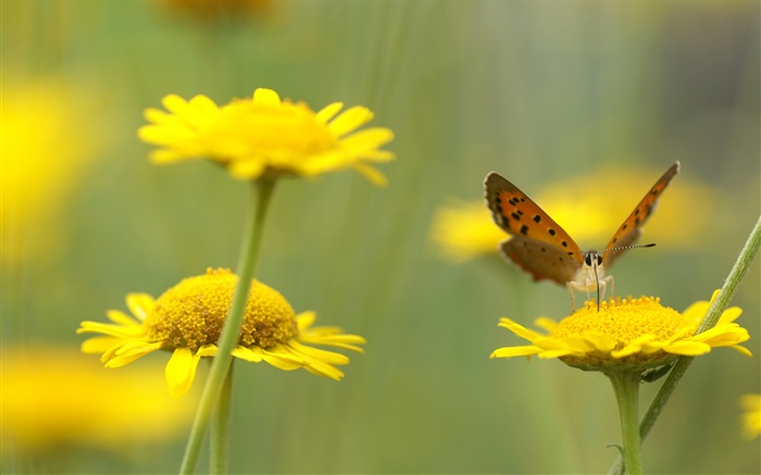 flores silvestres amarelas, inseto, borboleta Papéis de Parede, imagem