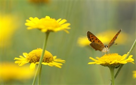 flores silvestres amarelas, inseto, borboleta HD Papéis de Parede