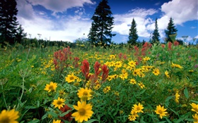 wildflowers, natureza, nuvens HD Papéis de Parede