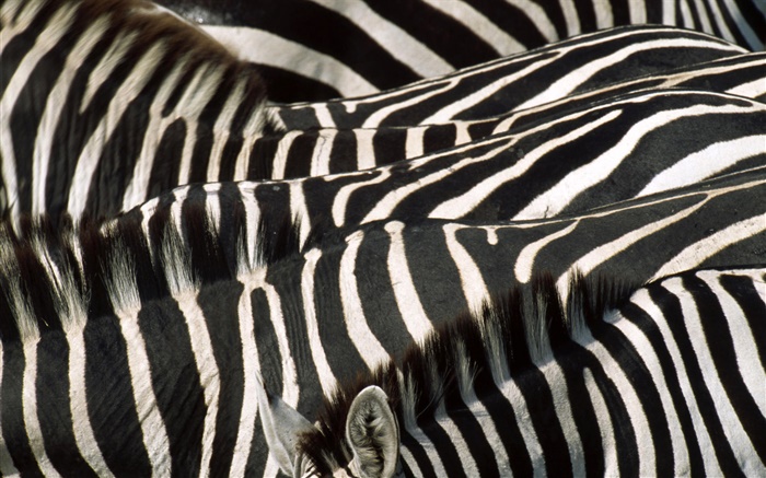 Zebra, preto e listras brancas Papéis de Parede, imagem
