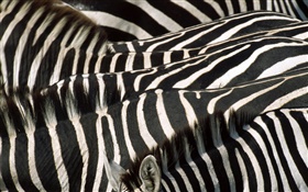 Zebra, preto e listras brancas