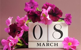 08 de março, Dia da Mulher, flores rosa petúnias, data HD Papéis de Parede