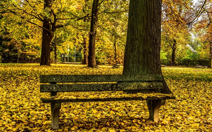 Outono, parque, banco, árvores, folhas amarelas chão Papéis de Parede, imagem