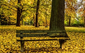 Outono, parque, banco, árvores, folhas amarelas chão