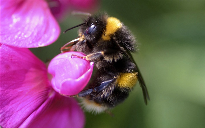 Bee close-up, inseto, flor-de-rosa Papéis de Parede, imagem