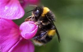 Bee close-up, inseto, flor-de-rosa HD Papéis de Parede