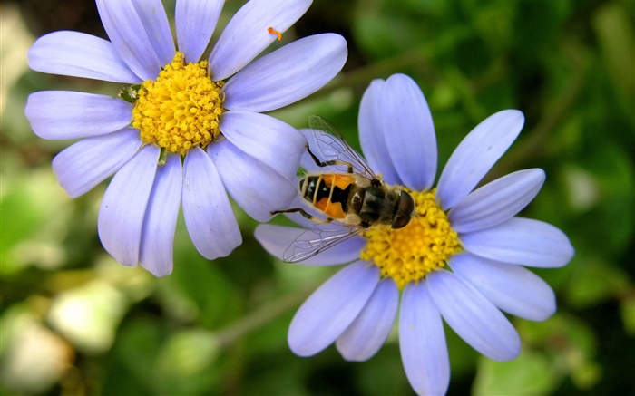 margarida flores azuis, abelha Papéis de Parede, imagem