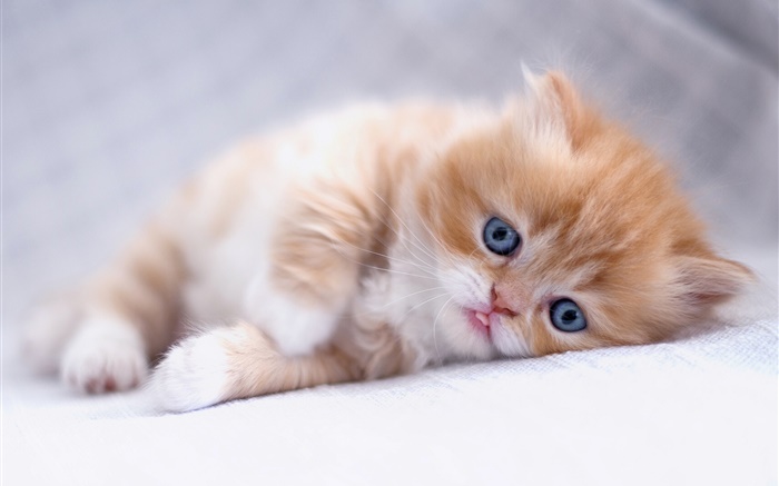 olhos azuis gatinho do sono Papéis de Parede, imagem
