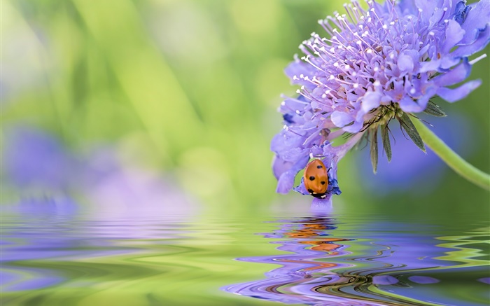 flor azul, joaninha, água, reflexão Papéis de Parede, imagem