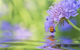 flor azul, joaninha, água, reflexão