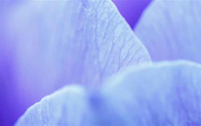 flor azul pétalas macro fotografia Papéis de Parede, imagem