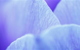 flor azul pétalas macro fotografia HD Papéis de Parede