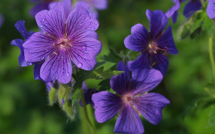 pétalas de flores azuis close-up, orvalho Papéis de Parede, imagem