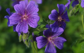pétalas de flores azuis close-up, orvalho HD Papéis de Parede