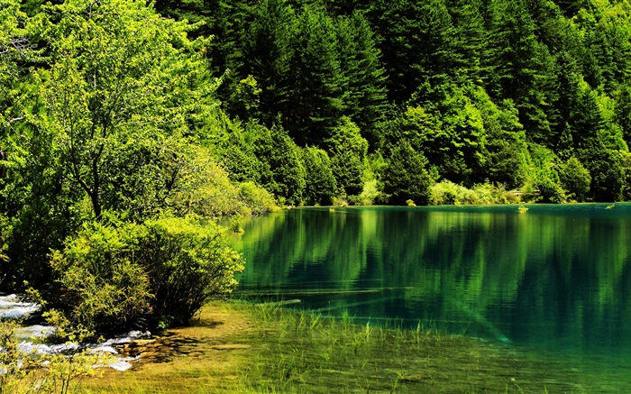 China, Parque Nacional Jiuzhaigou, lago, árvores, verde Papéis de Parede, imagem