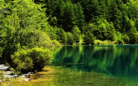 China, Parque Nacional Jiuzhaigou, lago, árvores, verde